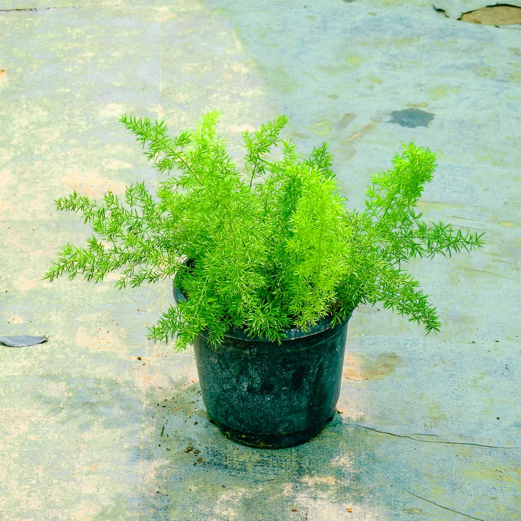 Asparagus Mary in 6 Inch Nursery Pot