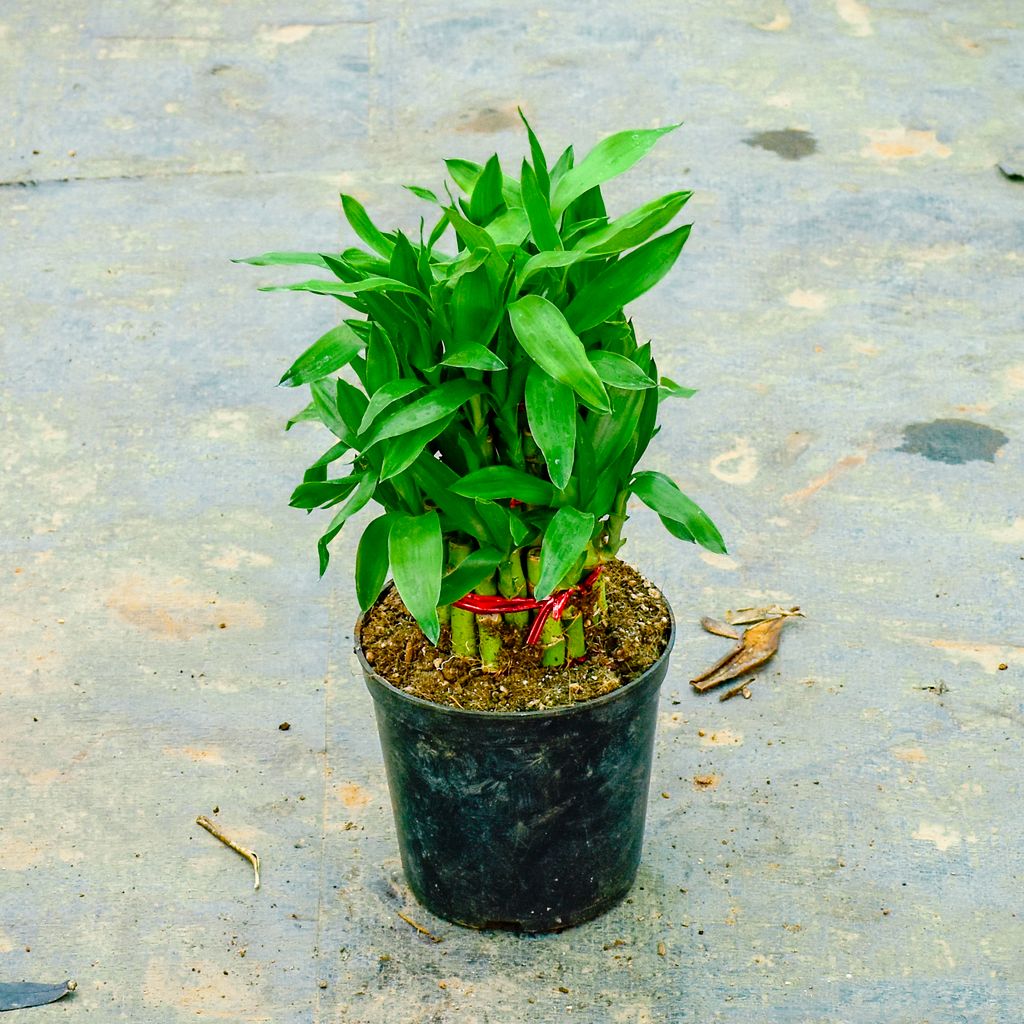 Soil Bamboo in 5 Inch Nursery Pot