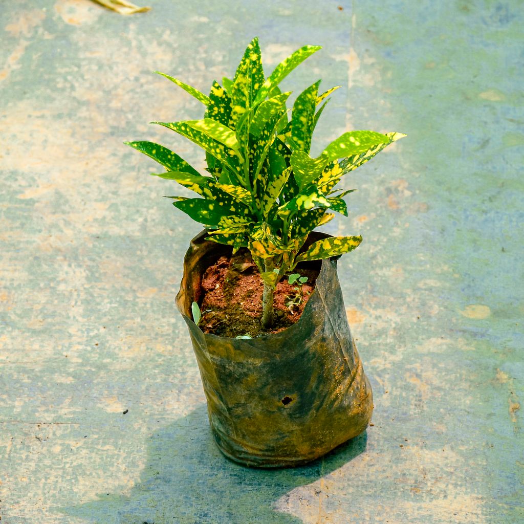 Baby Croton in 4 Inch Nursery Bag