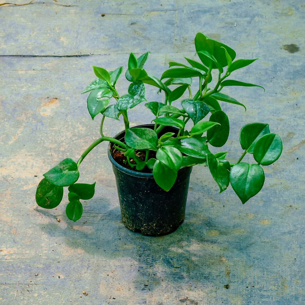 Peperomia / Radiator Plant Green in 4 Inch Nursery Pot