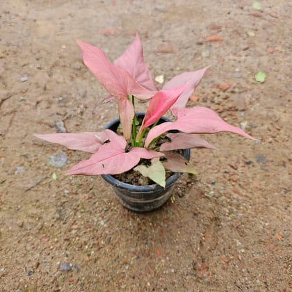 Buy Syngonium Arrowhead Pink in 6 Inch Nursery Pot Online | Urvann.com