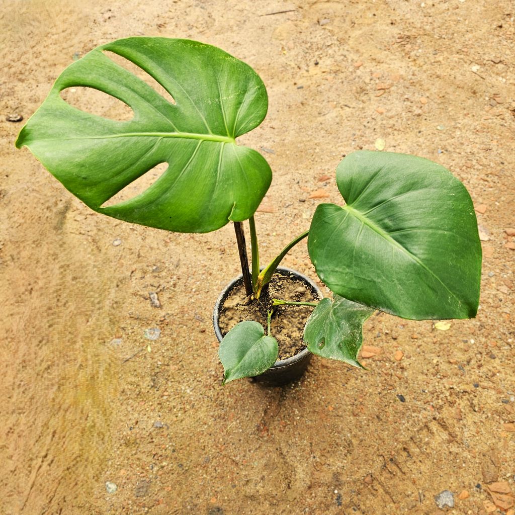 Monstera Deliciosa in 6 Inch Nursery Pot