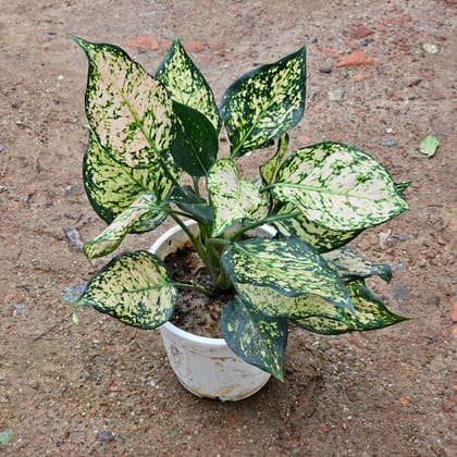 Buy Aglaonema Snow White Bushy in 6 Inch White Nursery Pot Online | Urvann.com