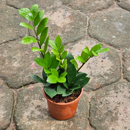 Buy Zz Green in 5 Inch Nursery Pot Online | Urvann.com