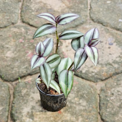 Buy Wandering Jew in 4 Inch Nursery Pot Online | Urvann.com