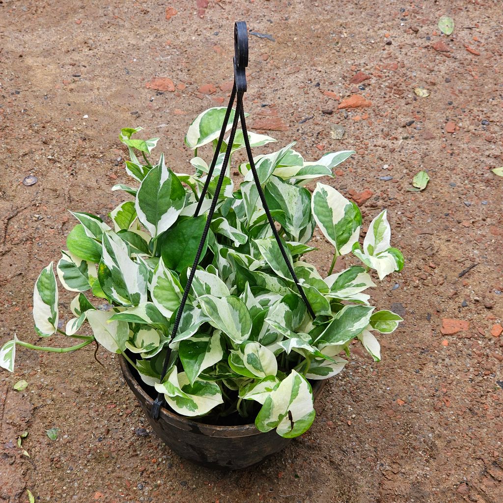 Money Plant N'joy in 8 Inch Black Hanging Basket