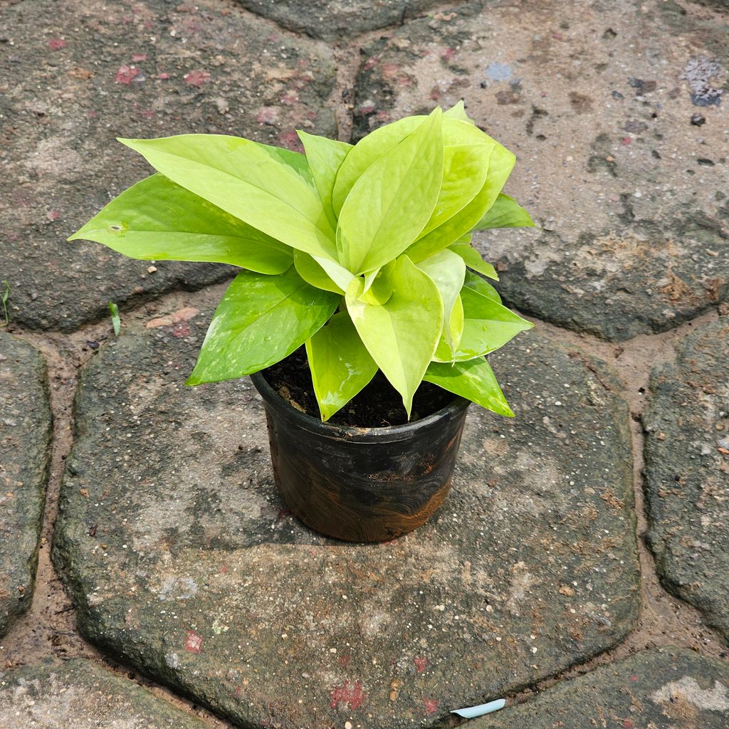 Money Plant Golden in 4 Inch Nursery Pot