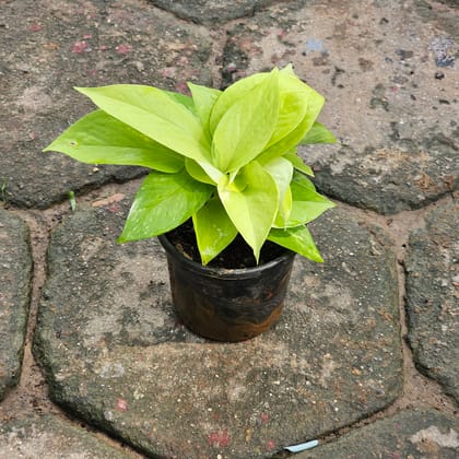 Buy Money Plant Golden in 4 Inch Nursery Pot Online | Urvann.com