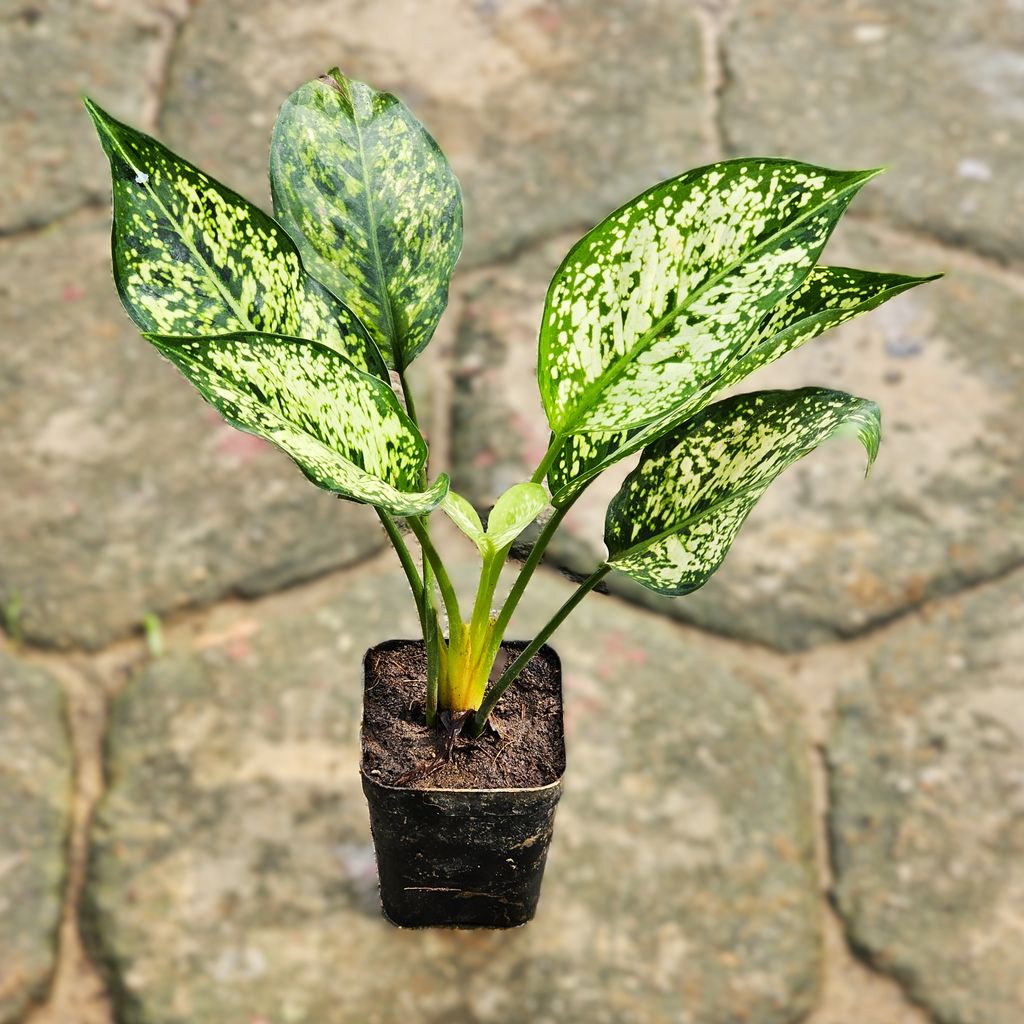 Aglaonema Snow White in 3 Inch Nursery Pot