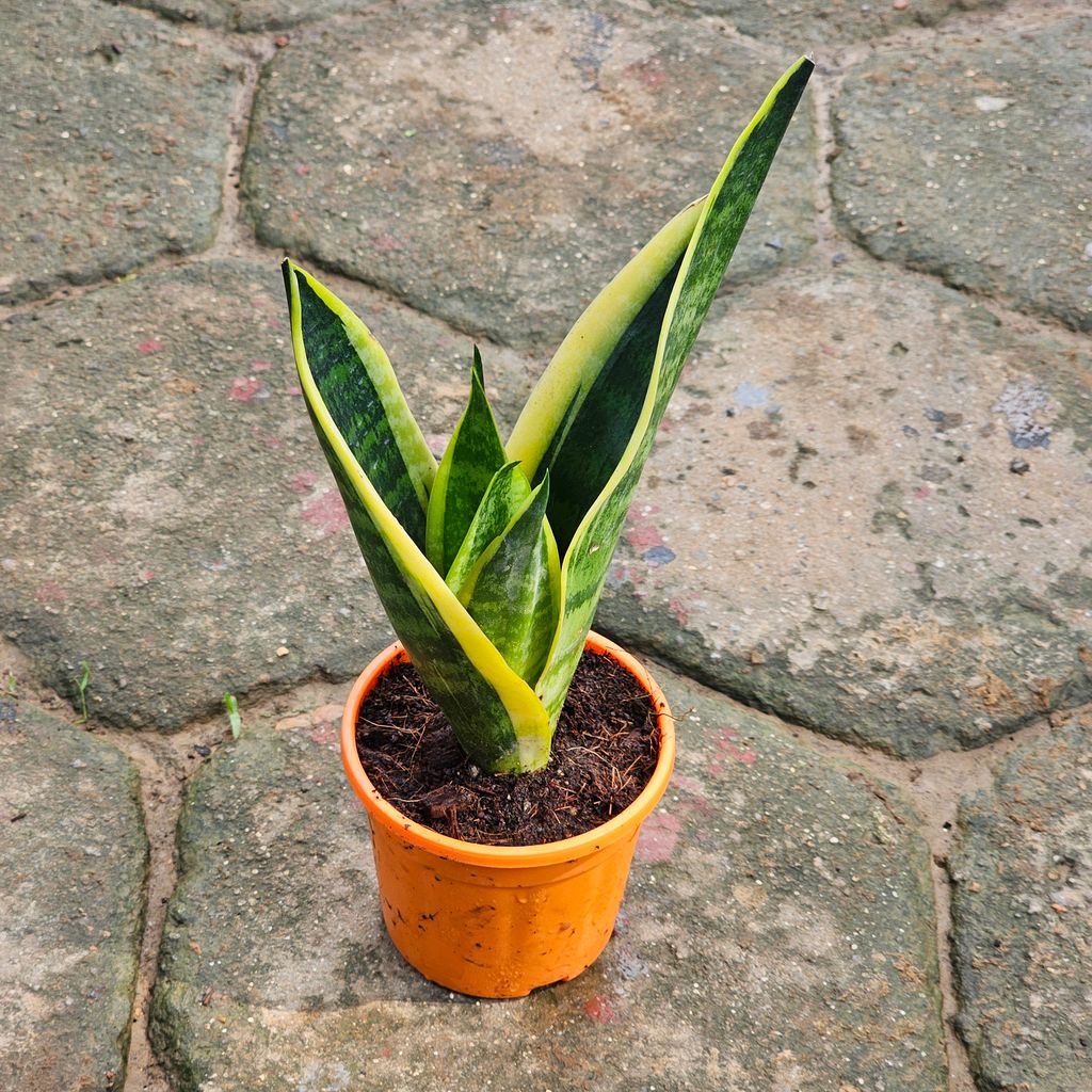 Snake Imported Golden (Soil Less Media) in 4 Inch Nursery Pot