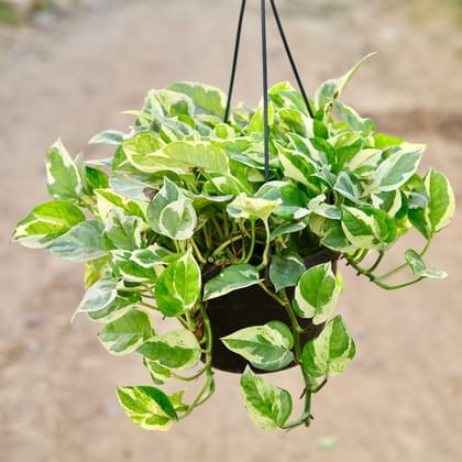 Money Plant N'Joy in 7 Inch White Hanging Basket