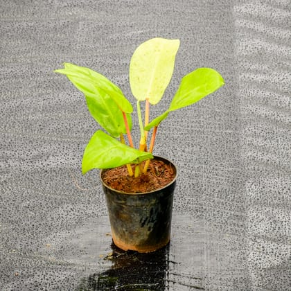 Buy Philodendron Erubescens Golden in 4 Inch Nursery Pot Online | Urvann.com