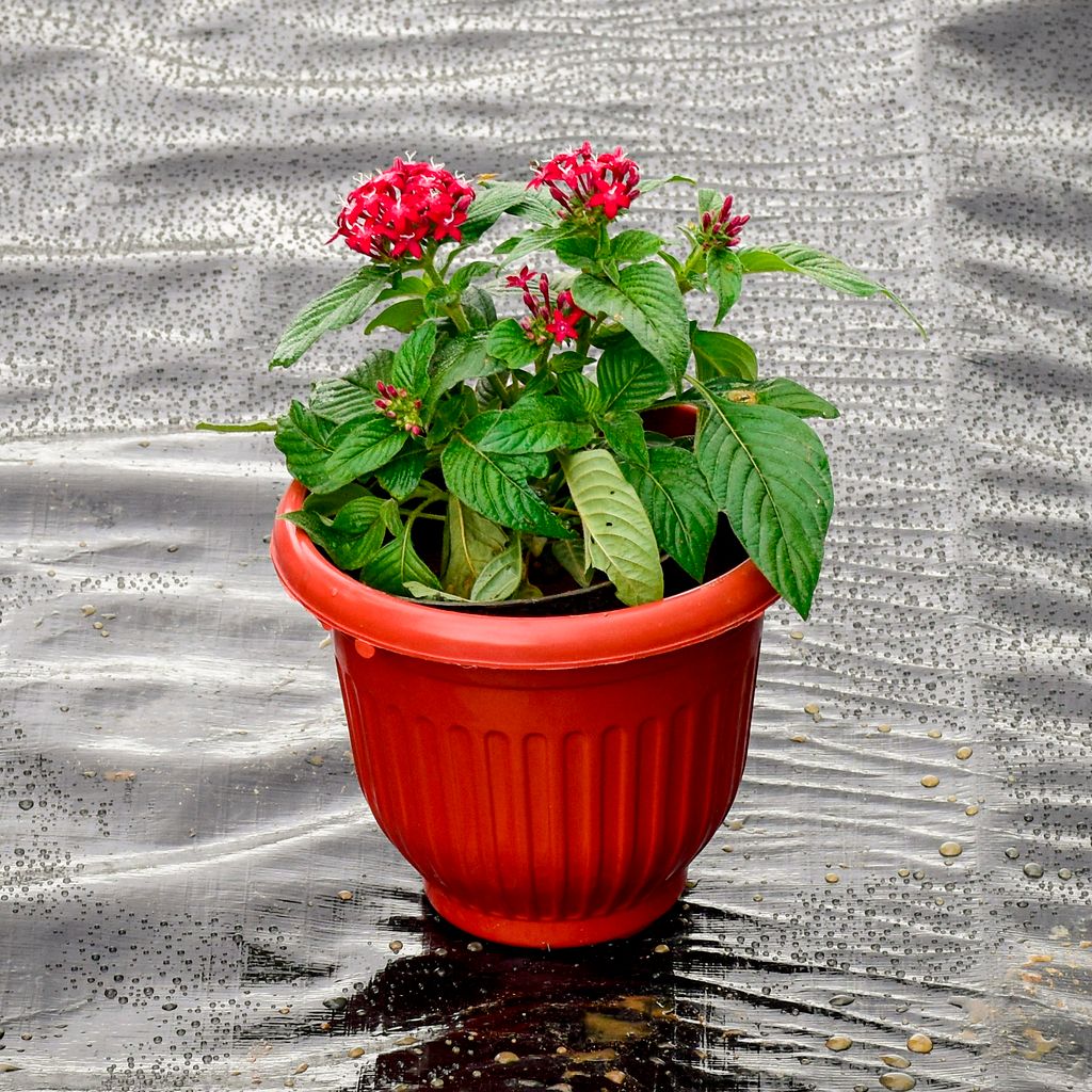 Pentas ( Any Colour) in 8 Inch Terracotta Red Olive Plastic Pot