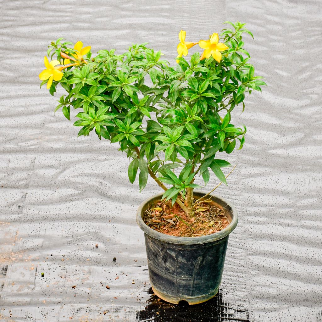 Allamanda Dwarf Yellow in 7 Inch Nursery Pot