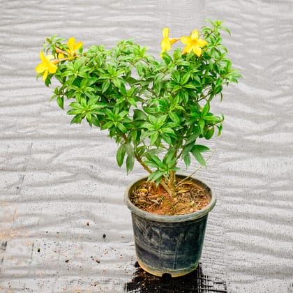 Buy Allamanda Dwarf Yellow in 7 Inch Nursery Pot Online | Urvann.com