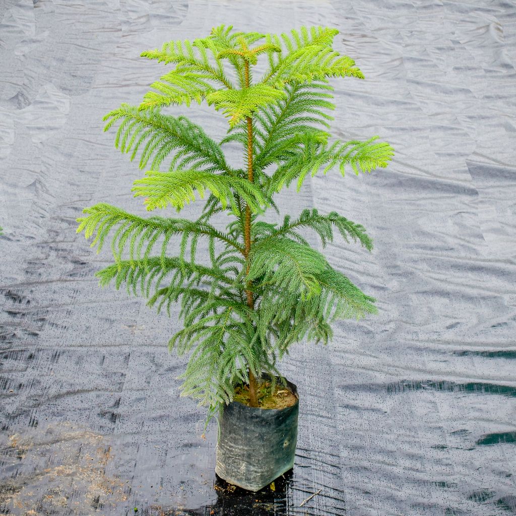 Araucaria / Christmas Tree in 7 Inch Nursery Bag