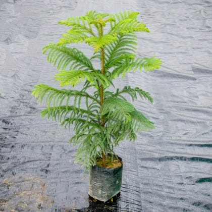 Buy Araucaria / Christmas Tree in 7 Inch Nursery Bag Online | Urvann.com