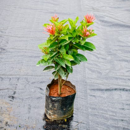 Buy Ixora Pink in 7 Inch Nursery Bag Online | Urvann.com