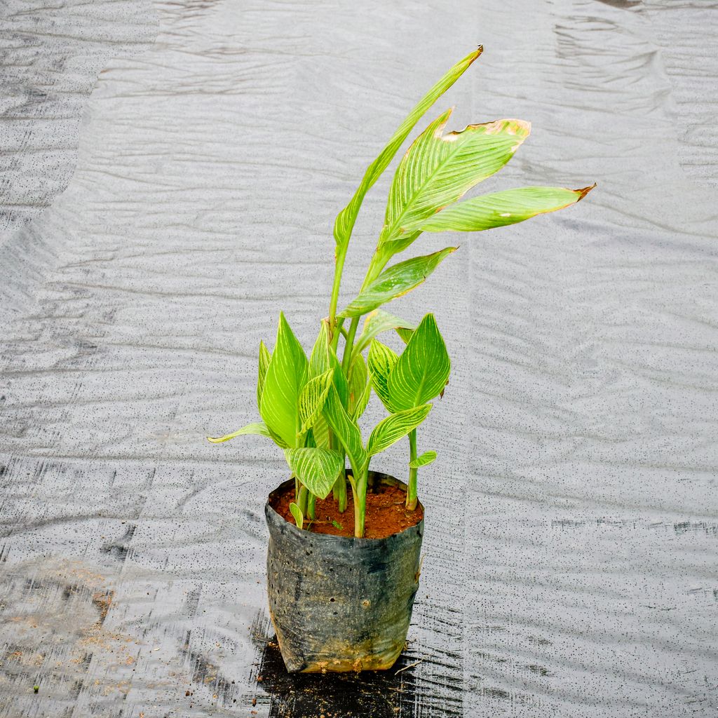 Canna Lily Vareigated (any colour) in 8 inch Nursery Bag