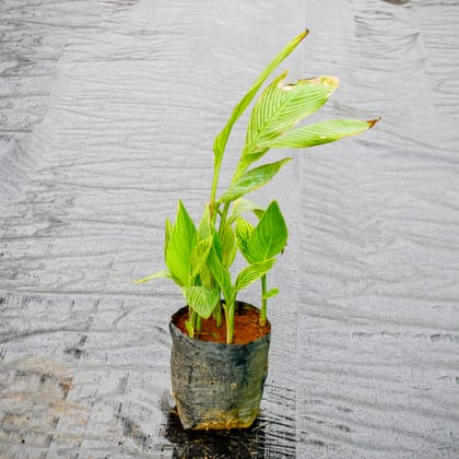 Buy Canna Lily Vareigated (any colour) in 8 inch Nursery Bag Online | Urvann.com