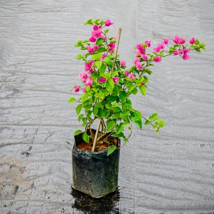 Buy Bougainvillea Pink in 10 Inch Nursery Bag Online | Urvann.com