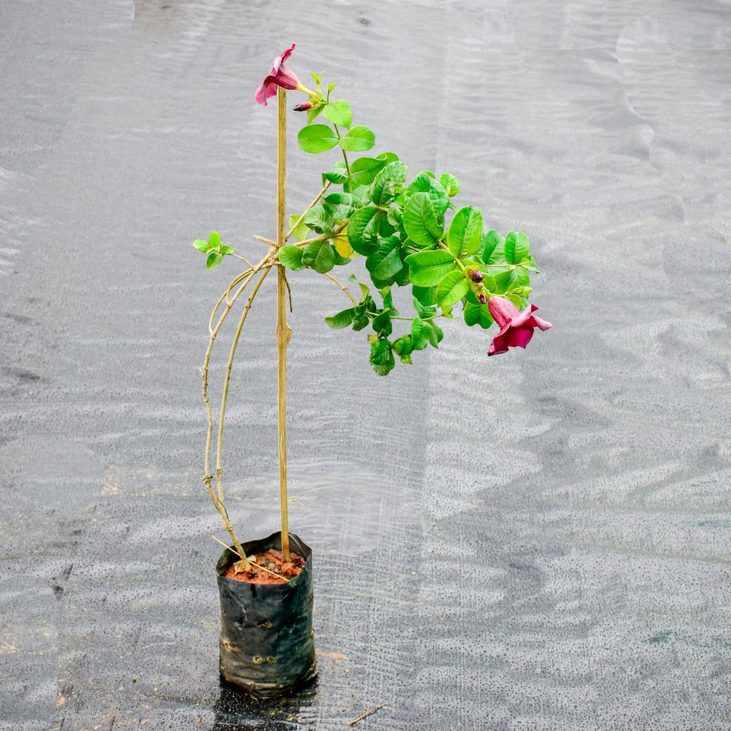 Allamanda Bel Magenta in 6 Inch Nursery Bag