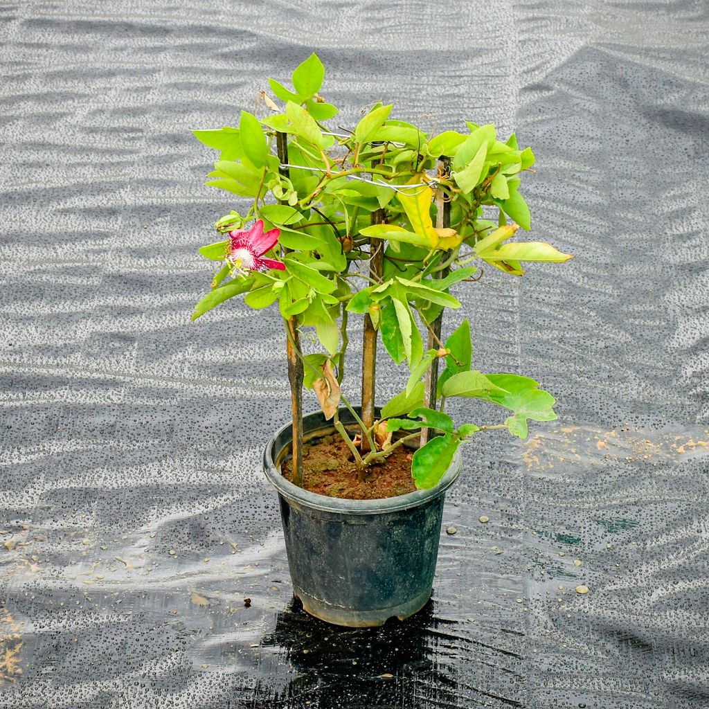 Rakhi Bel / Passiflora / Passionflower (any colour) in 7 Inch Nursery Pot