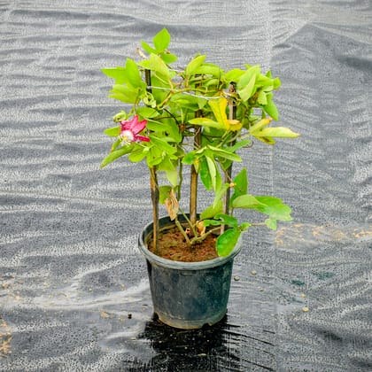 Buy Rakhi Bel / Passiflora / Passionflower (any colour) in 7 Inch Nursery Pot Online | Urvann.com