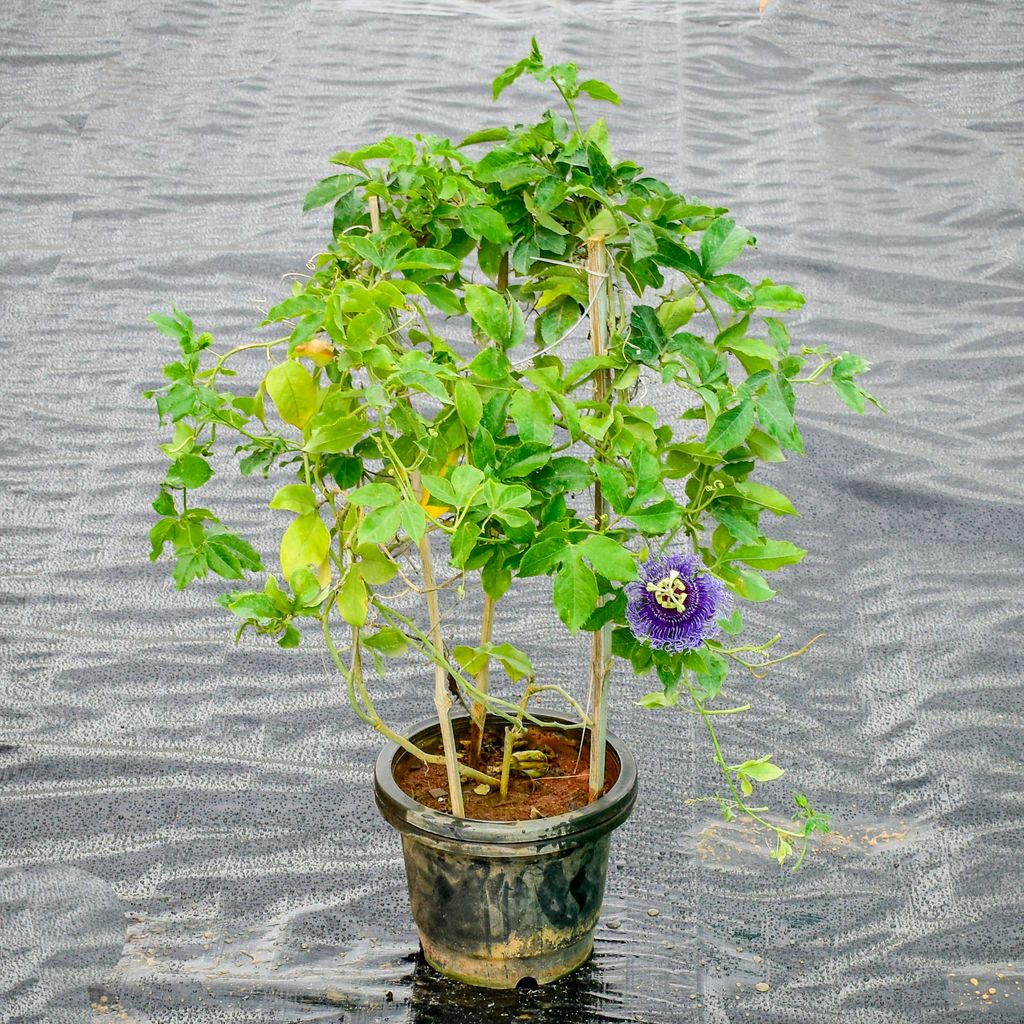 Rakhi Bel / Passiflora / Passionflower Purple in 7 Inch Nursery Pot