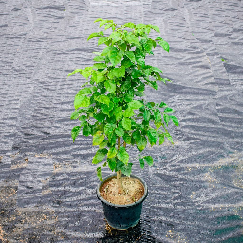 Radermachera / China Doll (~ 3 Ft) in 10 Inch Nursery Pot