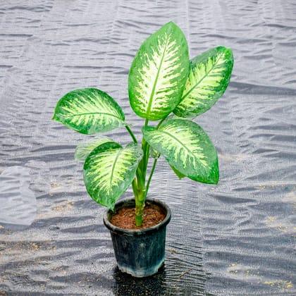 Buy Dieffenbachia Seguine in 8 inch Nursery Pot Online | Urvann.com