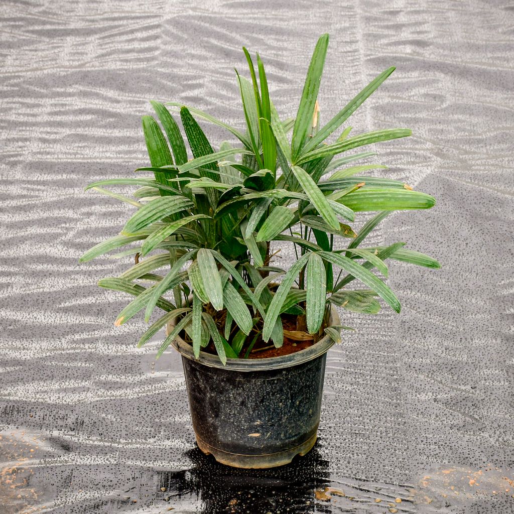 Raphis / Rhaphis Palm 10 Inch Nursery Pot