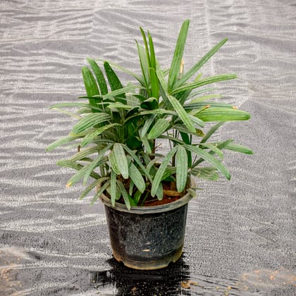 Buy Rhaphis Palm in 10 Inch Nursery Pot Online | Urvann.com