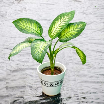 Buy Dieffenbachia Seguine in 10 Inch Classy White Glass Ceramic Pot (any design) Online | Urvann.com