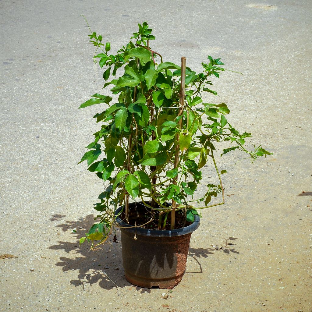 Rakhi Bel / Passiflora / Passion Flower (Any Colour) in 8 Inch Nursery Pot