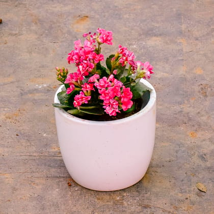 Buy Kalanchoe Pink Succulent in 6 Inch Classy White Cup Ceramic Pot Online | Urvann.com