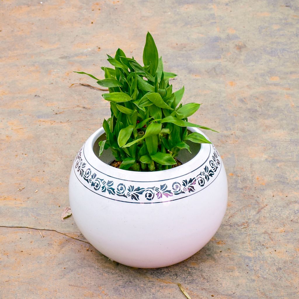 Soil Bamboo in 7 Inch Classy White Bowl Designer