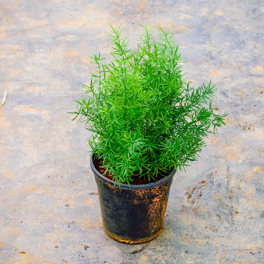 Asparagus in 4 Inch Nursery Pot