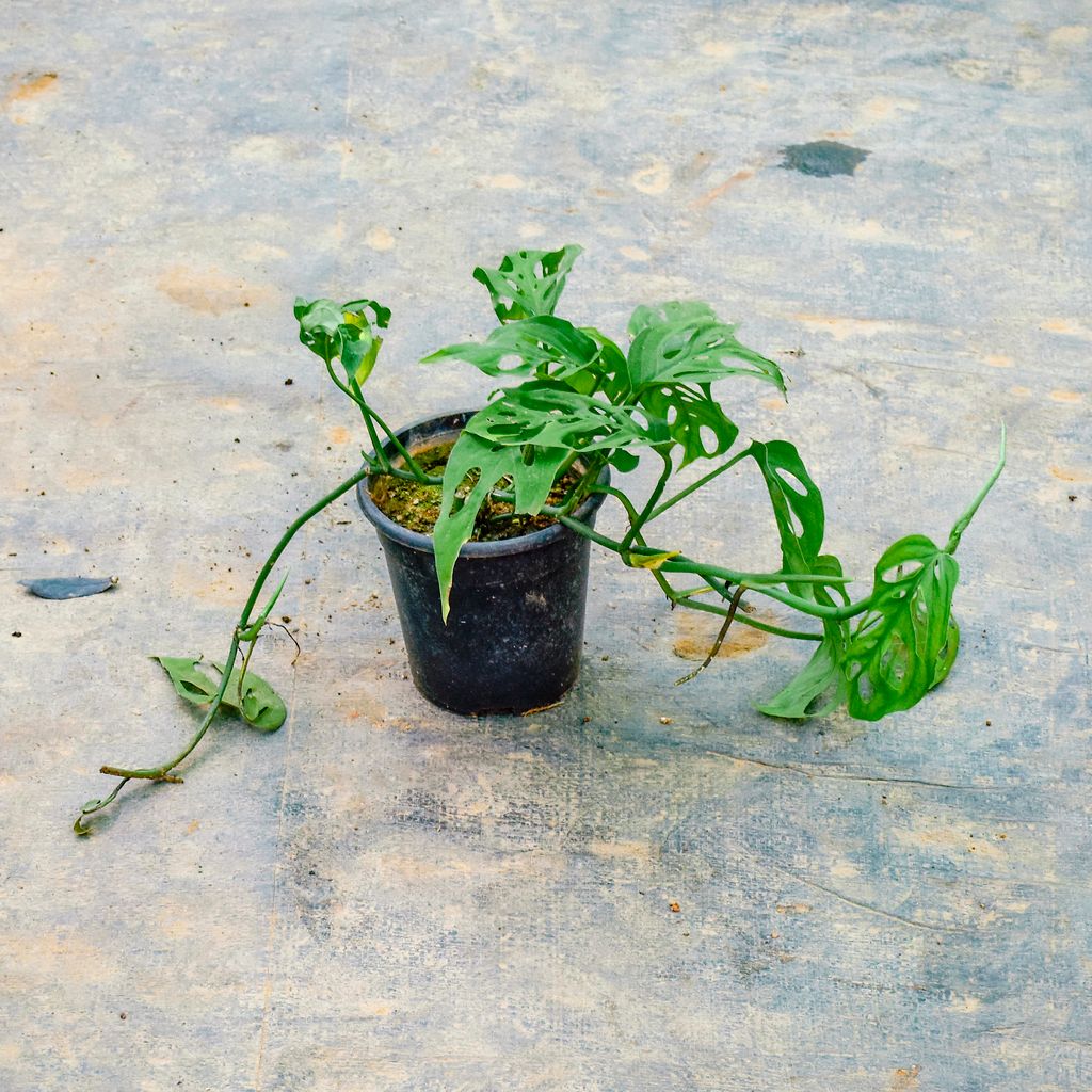 Monstera Broken Heart in 4 Inch Nursery Pot