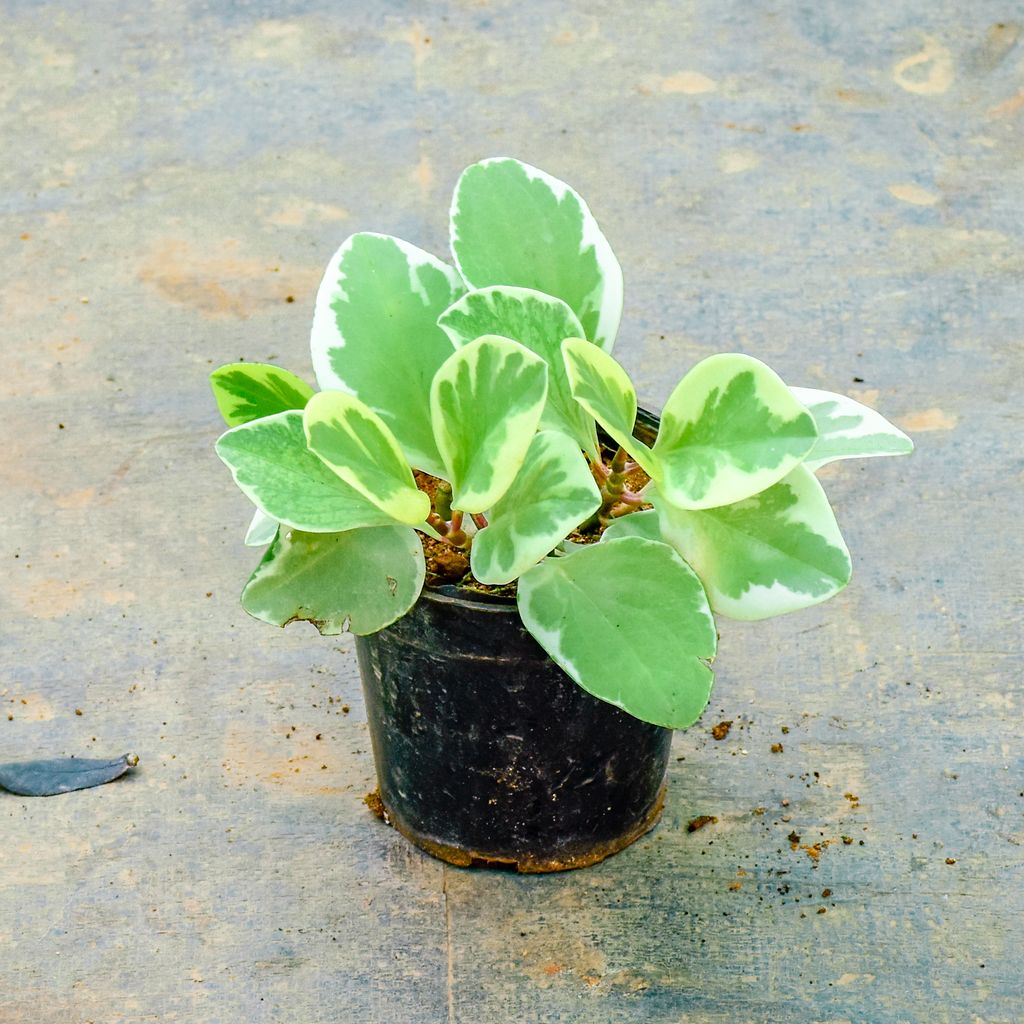 Peperomia / Radiator Plant Variegated in 5 Inch Nursery Pot