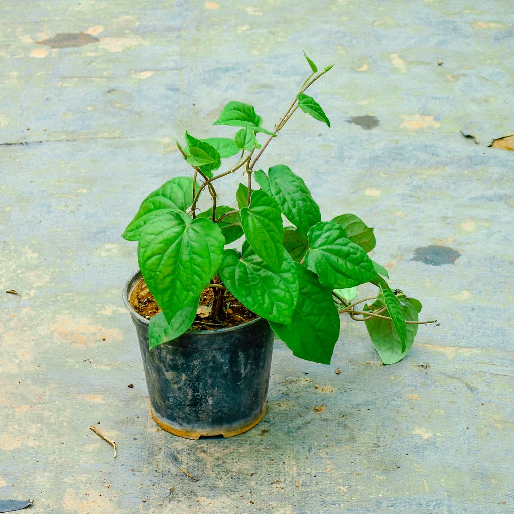 Paan / Betal Leaf Plant in 5 Inch Nursery Pot