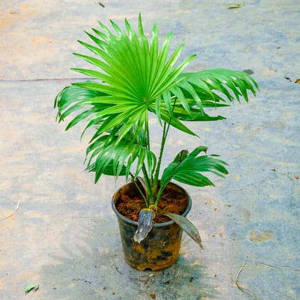 Buy China / Fan Palm in 6 Inch Nursery Pot Online | Urvann.com