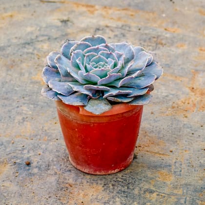 Buy Echeveria Lilacina Succulent in 3 Inch Red Nursery Pot Online | Urvann.com