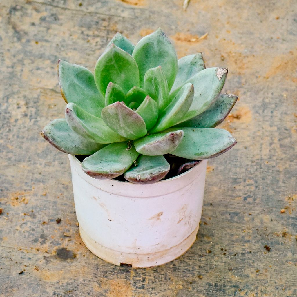 Echeveria Green Succulent in 3 Inch White Nursery Pot