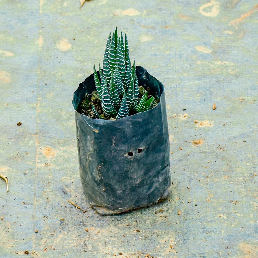 Haworthia Zebrina Succulent in 4 Inch Nursery Bag