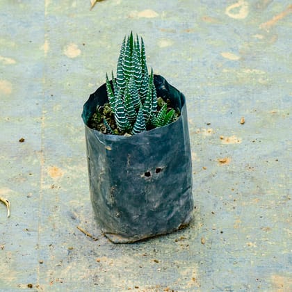 Buy Haworthia Zebrina Succulent in 4 Inch Nursery Bag Online | Urvann.com