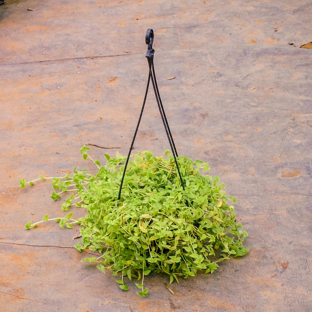 Turtle Vine in 6 Inch Black Hanging Basket