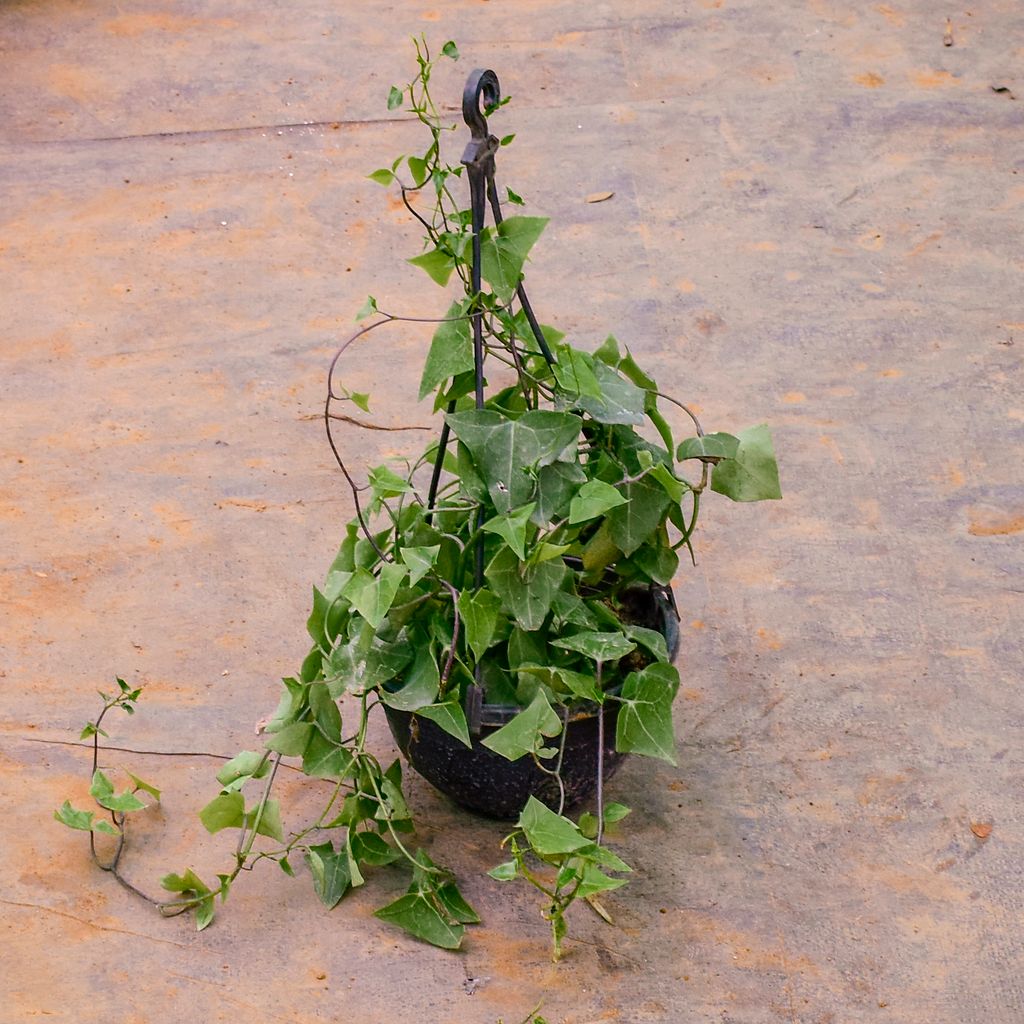 English Ivy Green Succulent in 6 Inch Black Hanging Basket