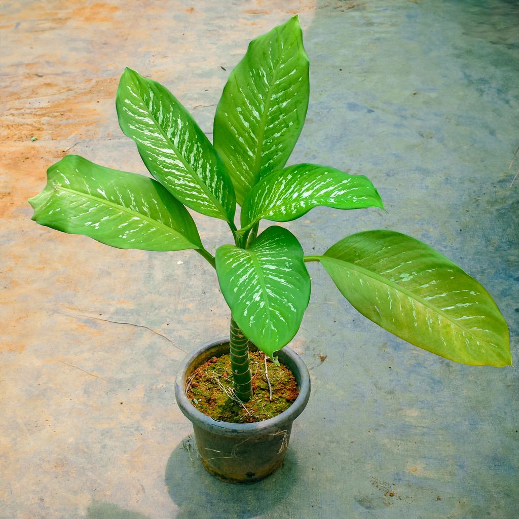 Dieffenbachia in 8 Inch Nursery Pot