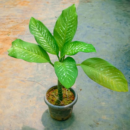 Buy Dieffenbachia in 8 Inch Nursery Pot Online | Urvann.com